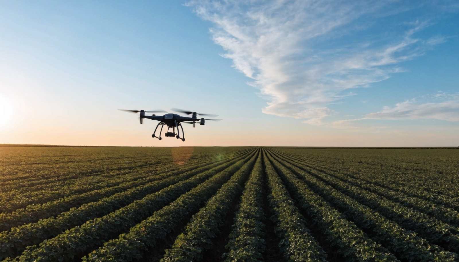 Drone sobrevoando plantação