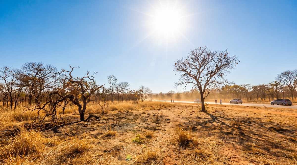 Paisagem de cerrado seco sob sol forte, com vegetação amarelada, poeira no ar e carros passando ao fundo em estrada de terra