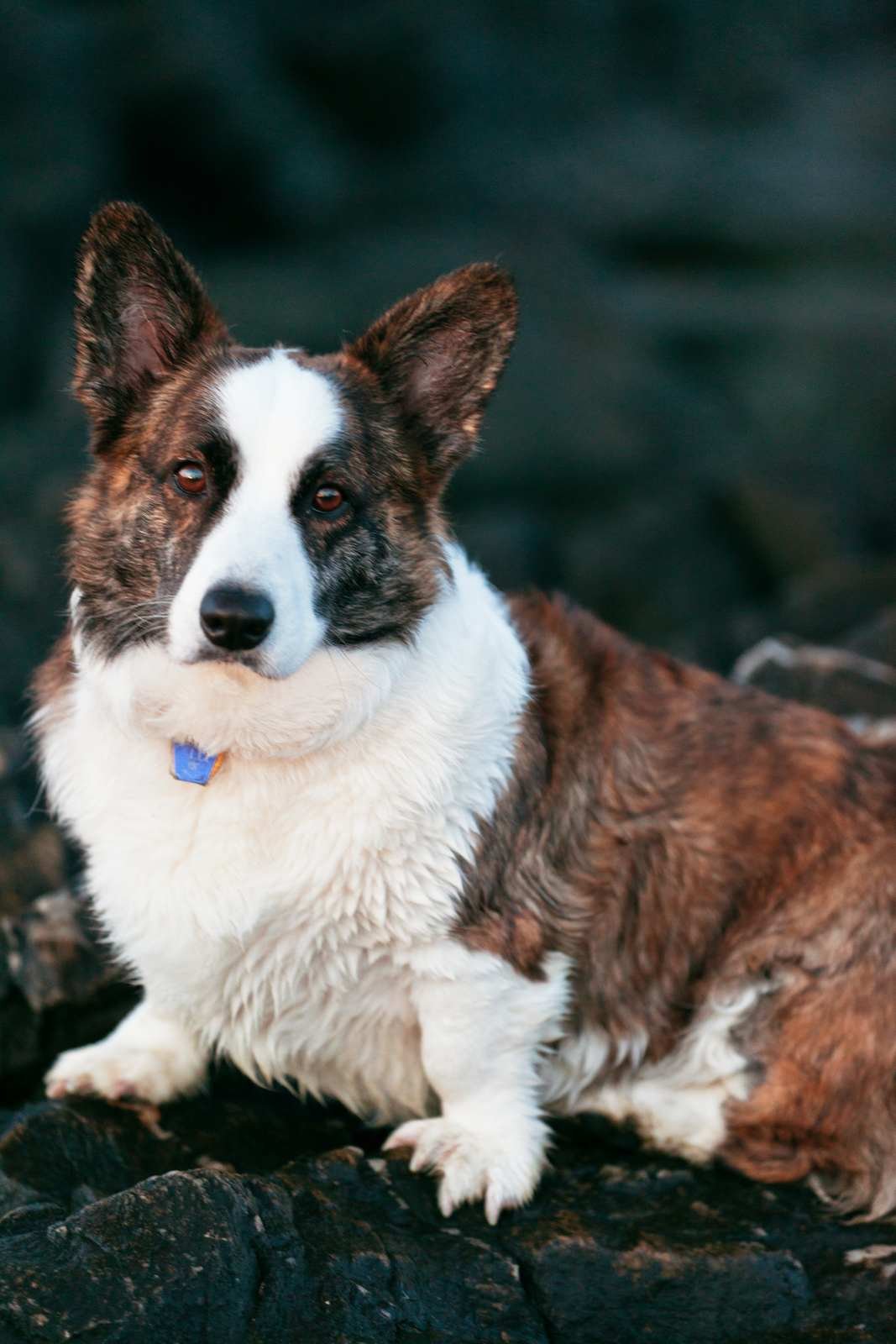 Cachorro corgi cardigan com coleira, olhando para a câmera (Foto: FatFairfax/Wikimedia Commons, CC BY-SA 3.0)
