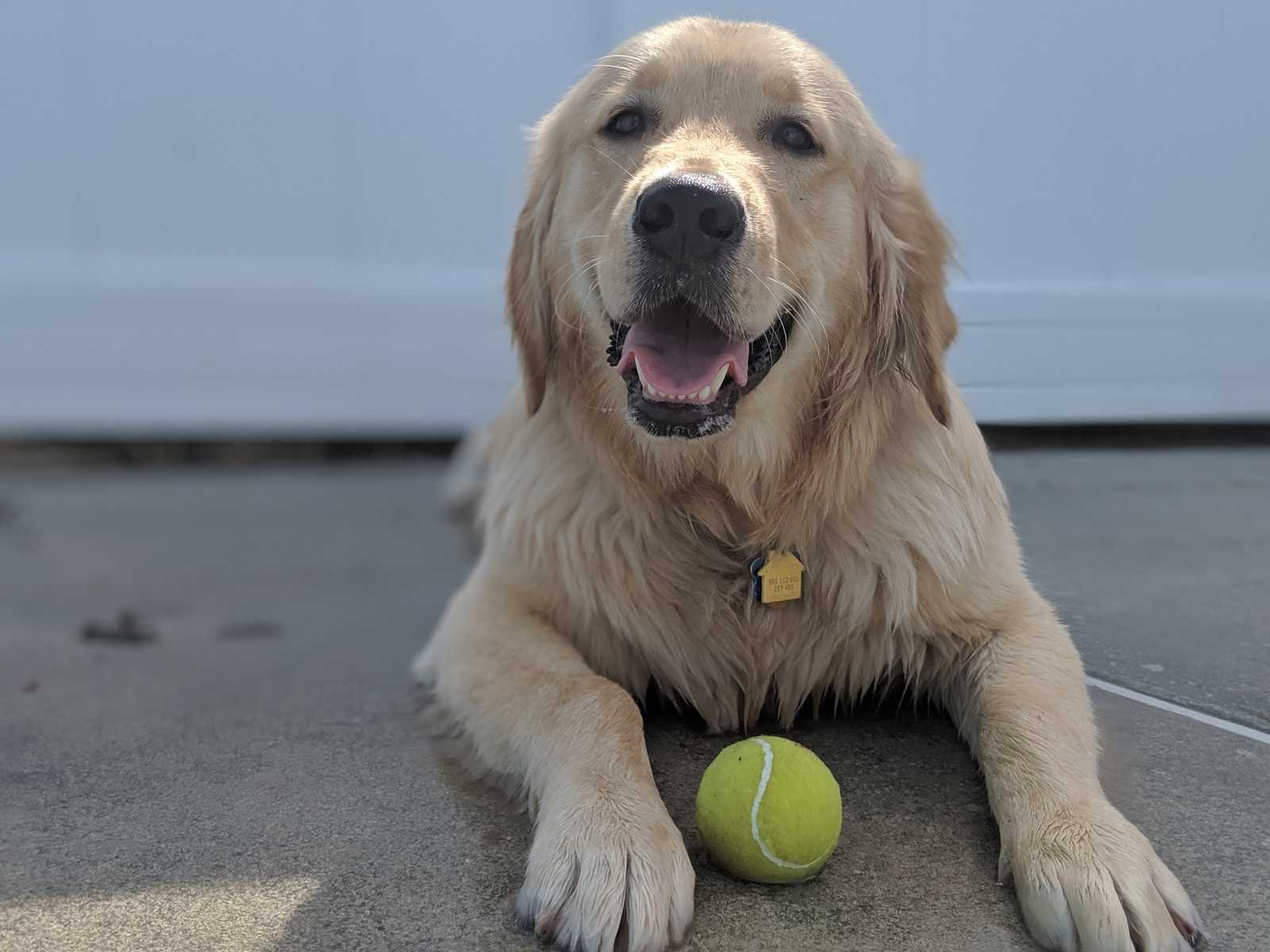 Golden retriever sorridente deitado com uma bola de tênis (Foto: Doriguzzi/Wikimedia Commons, CC BY 4.0)