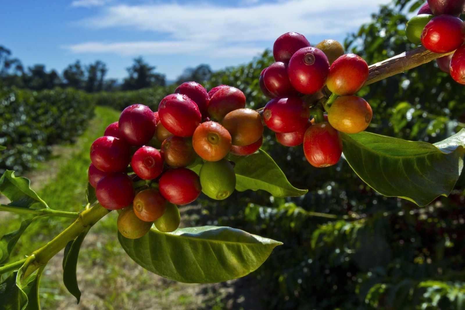 Grãos de café maduros em ramo de cafeeiro, com plantação ao fundo sob céu azul