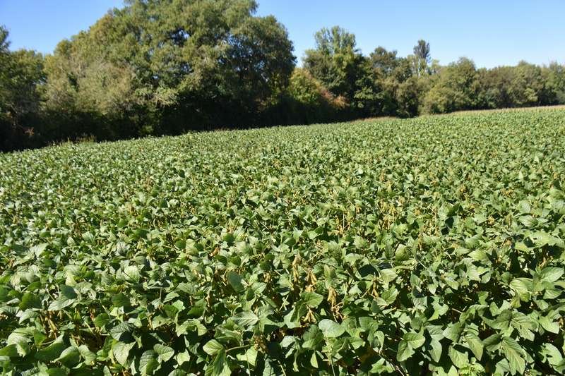 Plantação de soja em campo sob céu azul (Wikimedia Commons, CC0)