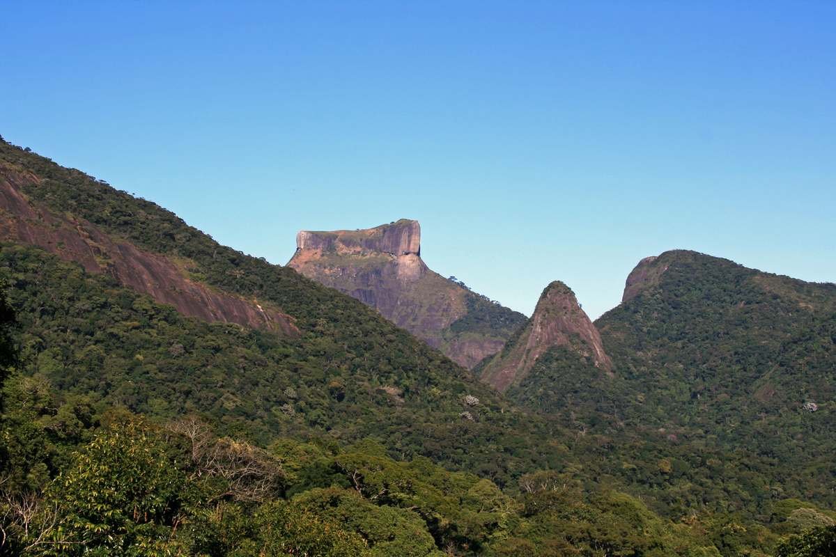 Vegetação do Parque Nacional da Tijuca, Rio de Janeiro (Foto: Wikimedia Commons, CC BY-SA 3.0)