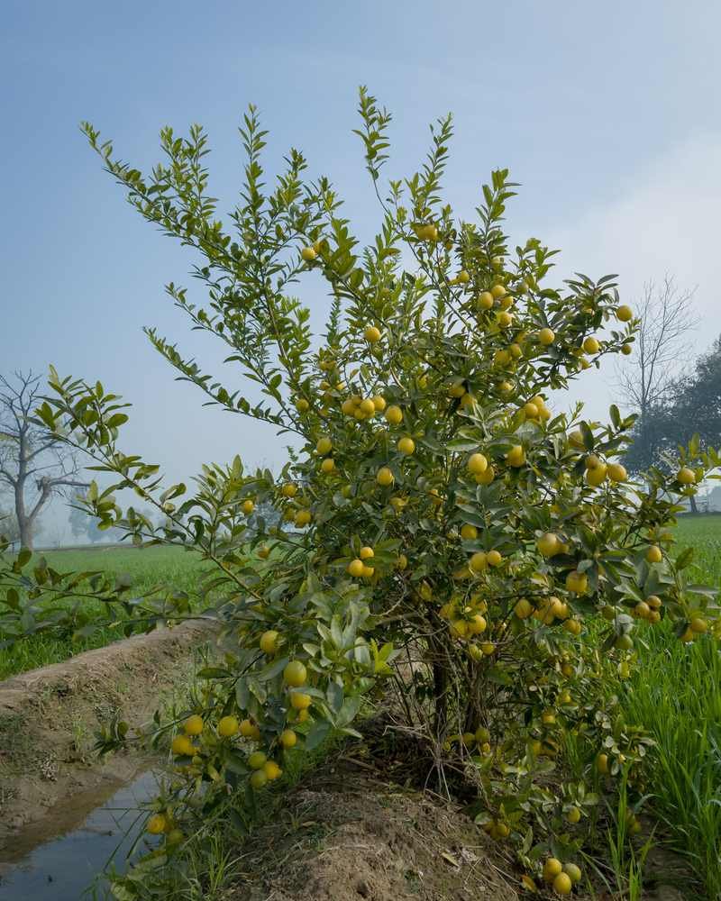 Limoeiro carregado de frutos (Wikimedia Commons, CC BY-SA 4.0)